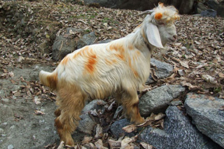 Goat with fancy hairdo
