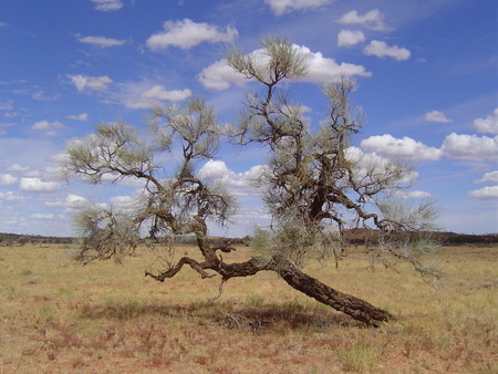 corkwood tree.jpg