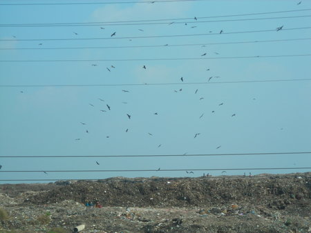 Vultures around a refuse site