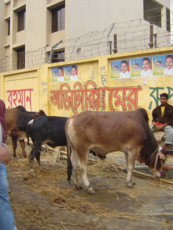 EID:Cows at market