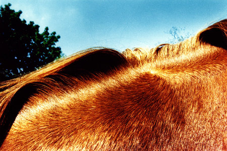 Horse 'print'