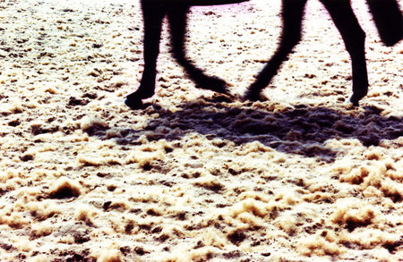 horse training on hair and sand surface