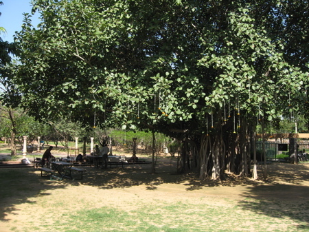 craft under banyan tree